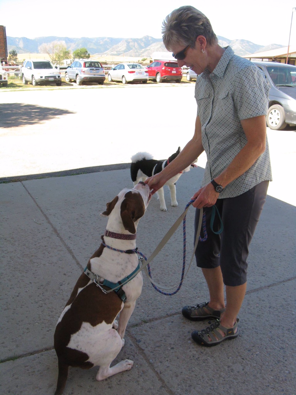 Kathy Cascade working with shelter dog.